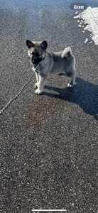Kova (Purple Collar Girl)