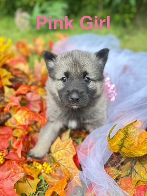 Pink Girl - 07/17