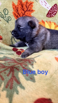 Blue Boy - 08-08-26
