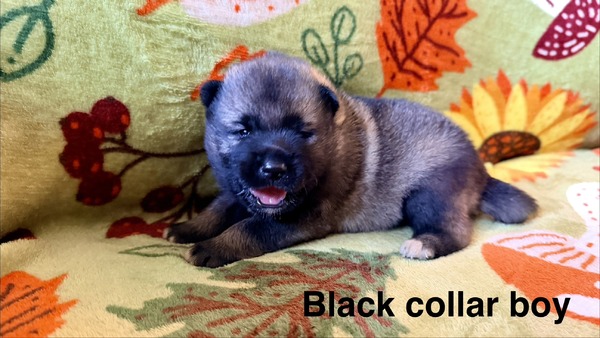 Black Collar Boy - 08-08-26