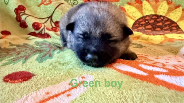 Green Boy - 08-08-26