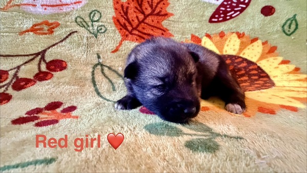 Red Girl - 08-08-26
