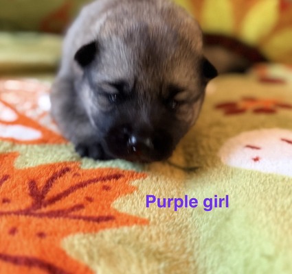 Purple Girl - 08-08-26