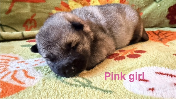 Pink Girl - 08-08-26