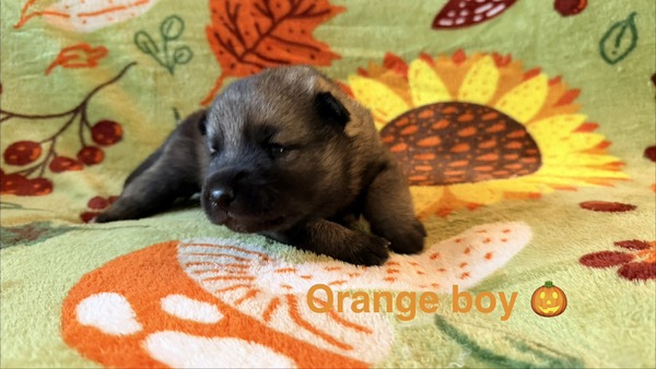 Orange Boy - 08-08-26