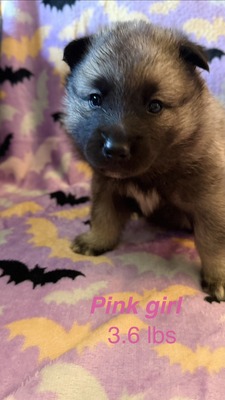 Pink Girl - 08-08-26 (RESERVED)