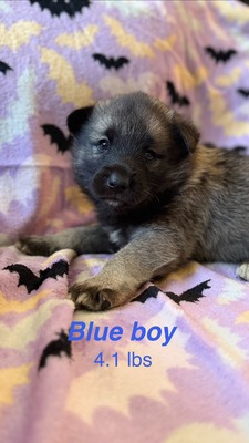 Blue Boy - 08-08-26 (RESERVED)