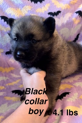 Black Collar Boy - 08-08-26 (RESERVED)