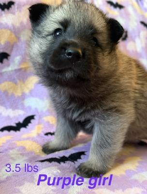 Purple Girl - 08-08-26 (RESERVED)