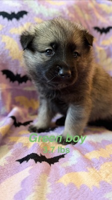 Green Boy - 08-08-26 (RESERVED)
