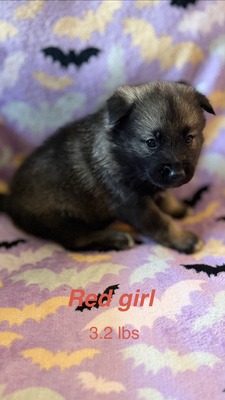 Red Girl - 08-08-26 (RESERVED)