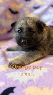 Orange Boy - 08-08-26 (RESERVED)
